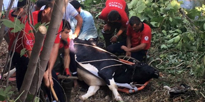 Nehir yatağına düşen ineği Can-Kur kurtardı