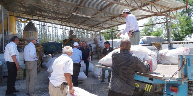 Hisarcıkta haşhaş kapsülü alımlarına başlandı