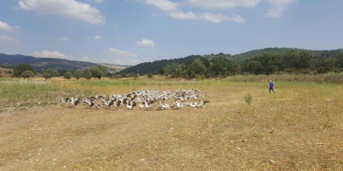 Kütahya’da kaz üreticiliği hızla artıyor