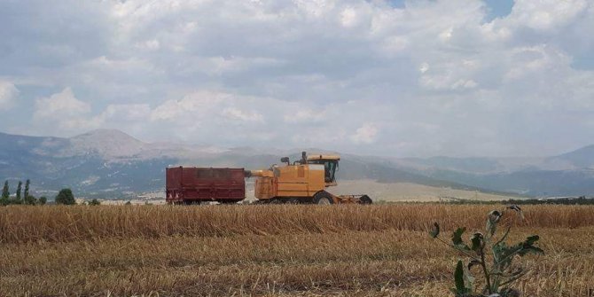 Şaphane’de rekor hububat hasatı