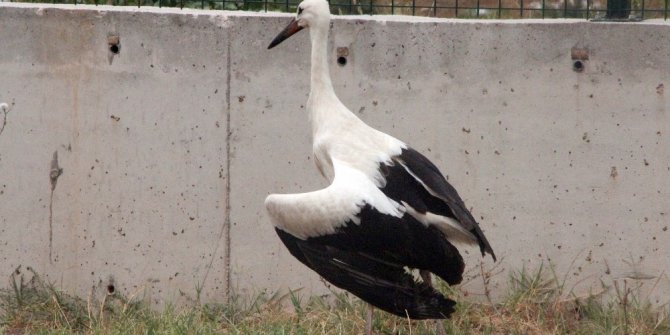 Saçma ile vurulan leylek tedavi altına alındı