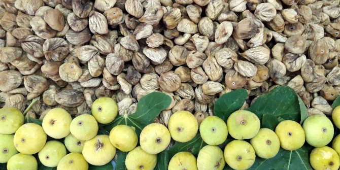 Kuru incirin ihracat yolculuğu 11 Ekim’de başlıyor