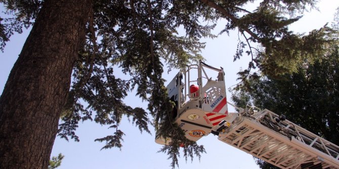 Ağaçta mahsur kalan yavru kedi annesine kavuştu