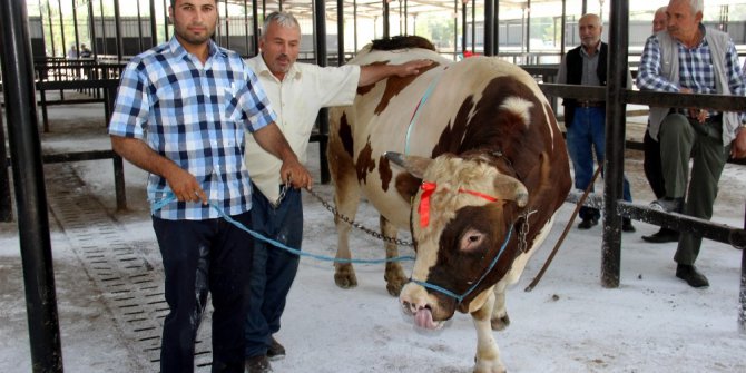 Bir tonluk kurbanlık ilgi görüyor