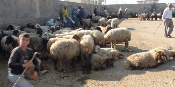 Mardin’de kurbanlıklar görücüye çıktı