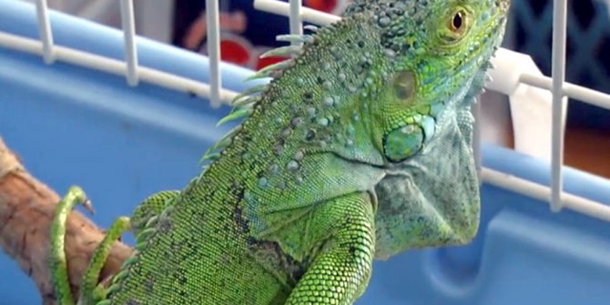 İnşaatta bulunan iguana koruma altına alındı