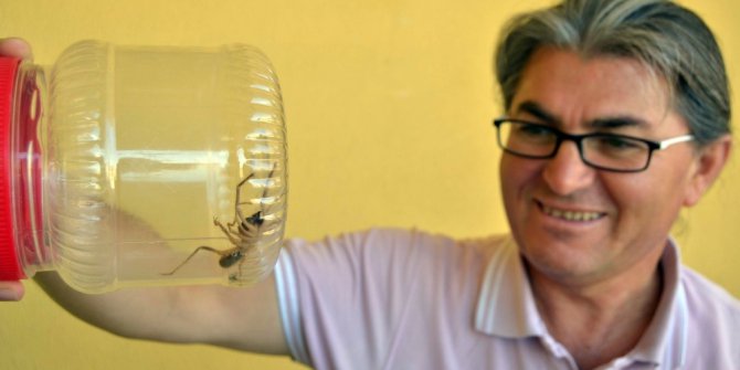 Konya’da etobur örümcek ‘sarıkız’ tedirginliği