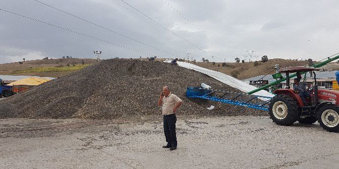 Havza’da Ayçiçeği Alımları Sürüyor