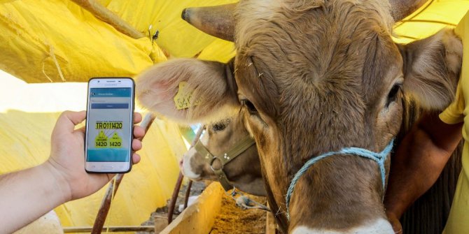 Sincan Belediyesi’nden akıllı telefonlara kurban uygulaması