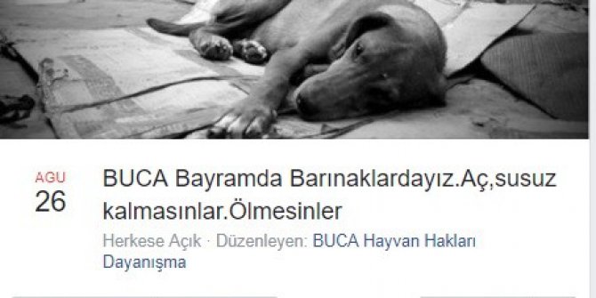Hayvanseverlerden ’bayramda barınakları ziyaret edin’ çağrısı