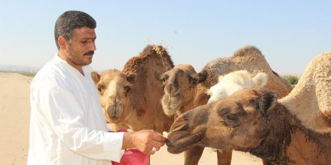Kurbanlık develer alıcılarını bekliyor