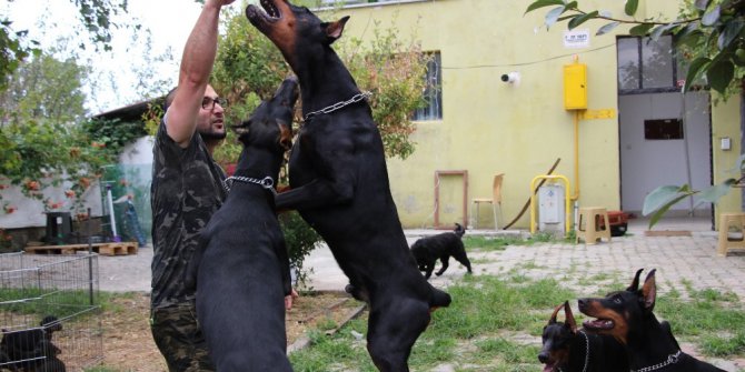 Doktorun ’doberman’ hobisi