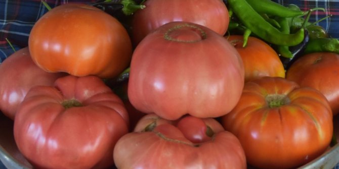 Kocasinan Belediyesi’nin dağıttığı fideler ürün verdi