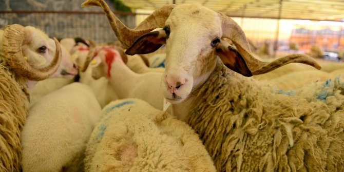 İstanbul’da Kurban Bayramı hazırlıkları