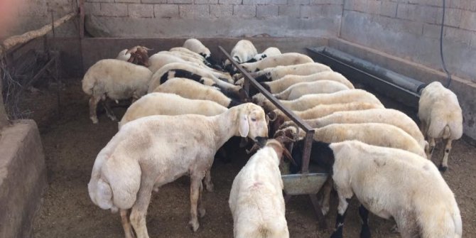 Kurbanlıklar alıcılarıyla buluşuyor
