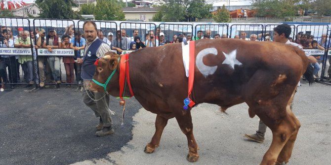 Beykoz Kurbankent’in en güzeli ‘Karadayı’ seçildi