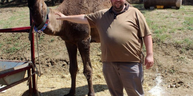 Otomobil fiyatına kurbanlık deve