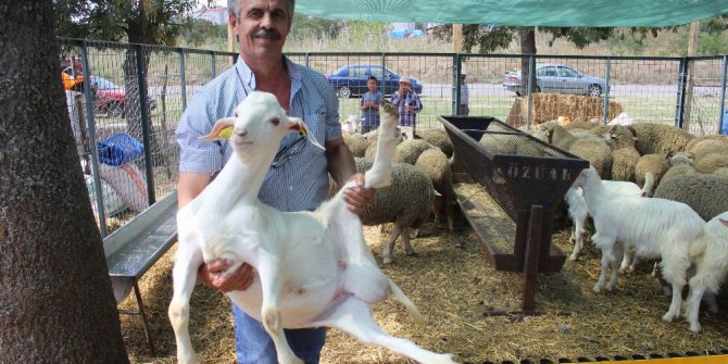 3 kurbanlığa 1 oğlak bedava