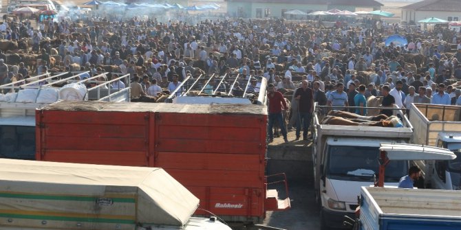 Ağrı’dan batı illerine 170 bin kurbanlık gönderildi