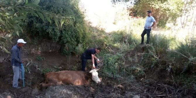 Çamura saplanan inek itfaiye tarafından kurtarıldı
