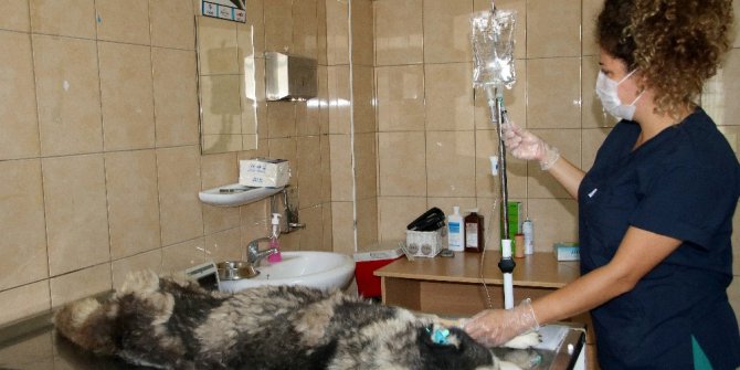 Barınakta kanser tedavisi