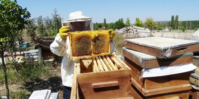 Hisarcıklı arıcıların bal hasadı başladı