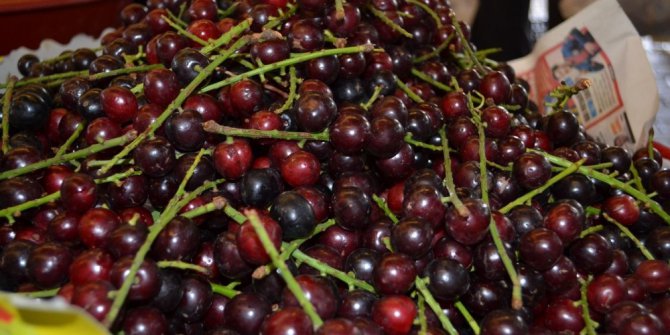 Karayemiş hücreyi yeniliyor