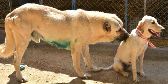 Bayram tatilinde hayvanları unutmayın çağrısı