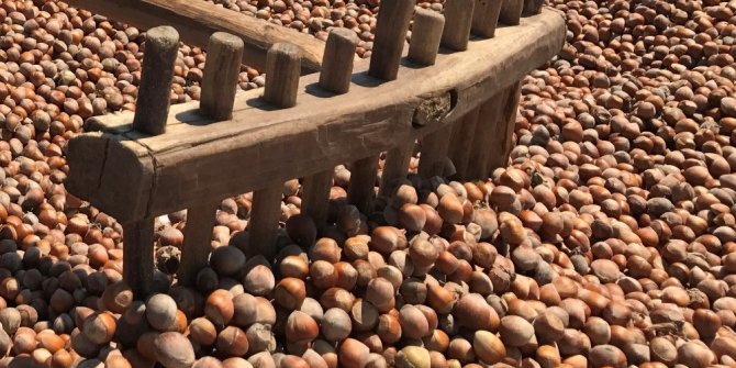 Fındık tüccarlarına aflatoksin uyarısı