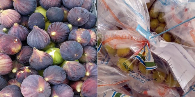 Aydın inciri temiz çıktı