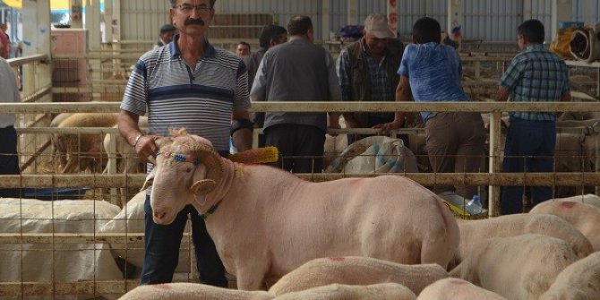 157 kiloluk ‘Sırat’ pazarın ağası oldu