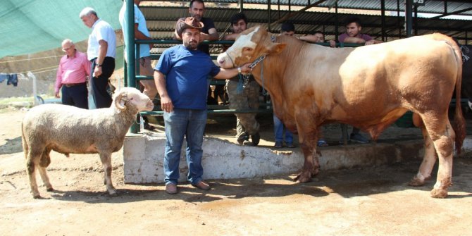 Koç alana dana bedava