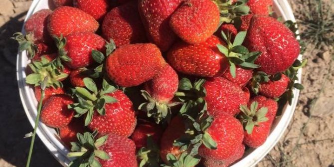 Kiçir çileği tezgahlara inmeden alıcı buluyor