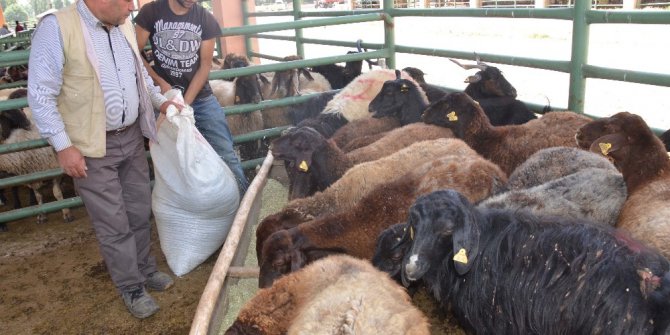Kurban pazarında durgunluk