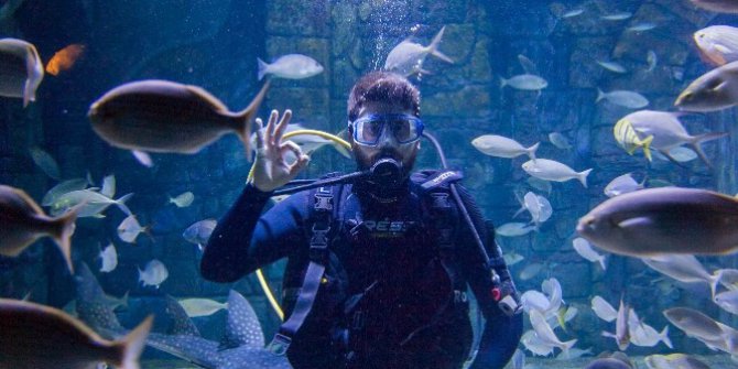 İstanbul’da köpekbalıklarıyla dalış imkanı