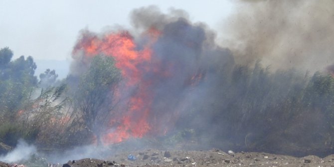 Balıkesir’de sazlık yangını...Kuşların göç evi yandı
