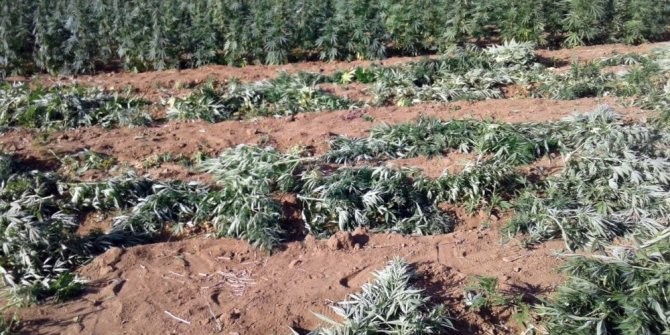 Tarlada 620 bin kök Hint keneviri ele geçirildi