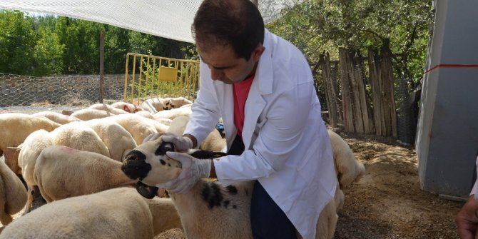Yeşilyurt’ta 12 farklı noktada kurban satış-kesim yerleri oluşturuldu