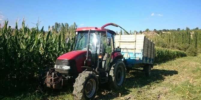 Pazarlar’da Silajlık Mısır Hasadına Başlandı