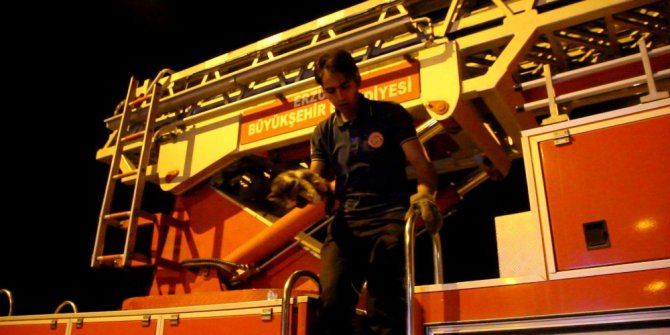 Ağaçta mahsur kalan yavru kediyi itfaiye kurtardı