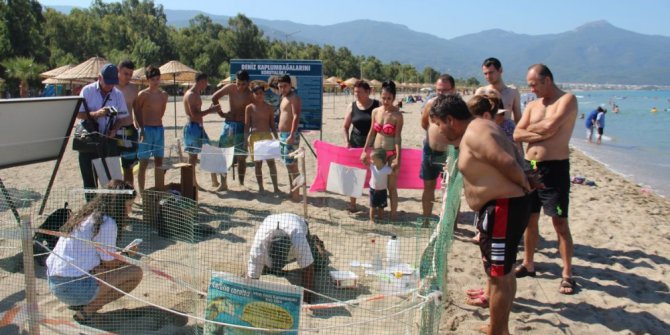 Kuşadası’nda yavru caretta carettaların denizle buluşması tamamlandı
