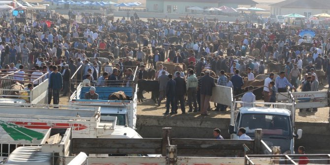 2 simental dana alana bir düve bedava