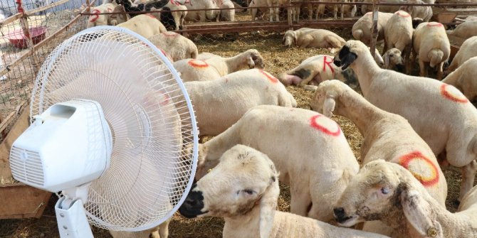 Kurbanlıkların vantilatör keyfi