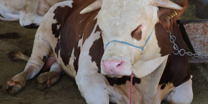 Malatya Kurban Pazarı’nda ilginç promosyon