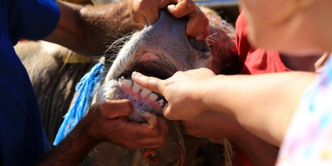 Kurbanlık alırken dikkat edilmesi gerekenler