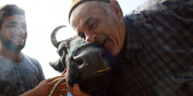 Sahibi uyurken çalınan ineği polis buldu