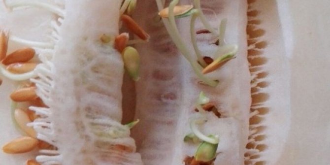 Bu kavun görenleri şaşırttı