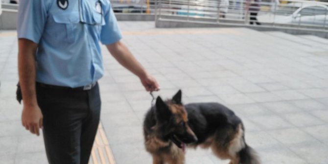 Yaralı ve sahipsiz sokak hayvanlarına zabıta şefkati