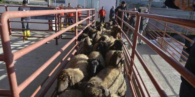 Mersin’de belediyeden ücretsiz kurban kesim hizmeti