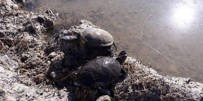 Balıkçı ağlarına av olan su kaplumbağaları kurtarıldı